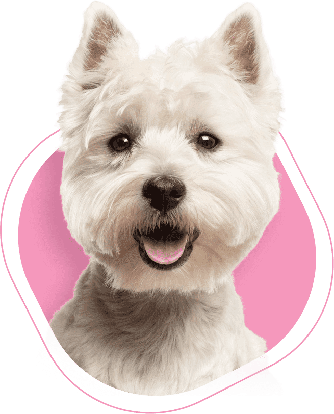 Cachorro felizinho